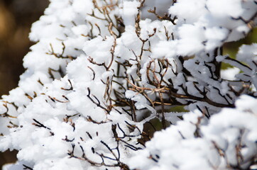 白い雪を纏った山頂の小枝（雪のクローズアップ）
