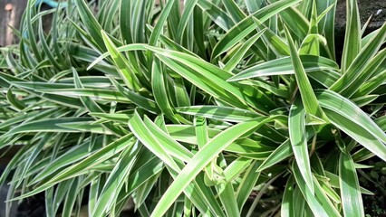 Obraz premium Air-Purifying Spider Plant (Chlorophytum comosum): A Lush Green Indoor Houseplant with Distinctive White-Edged Leaves, Ideal for Sustainable Office and Home Greenery