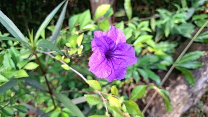 Ruellia simplex Flower in Macro Close-up with Delicate Purple Petals in Full Bloom Natural Beauty and Botanical Texture