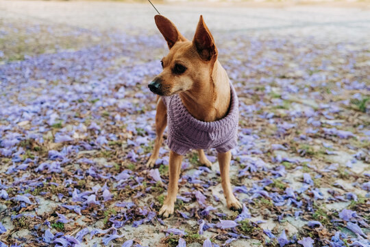 Miniature Pinscher looking alert on purple floral ground