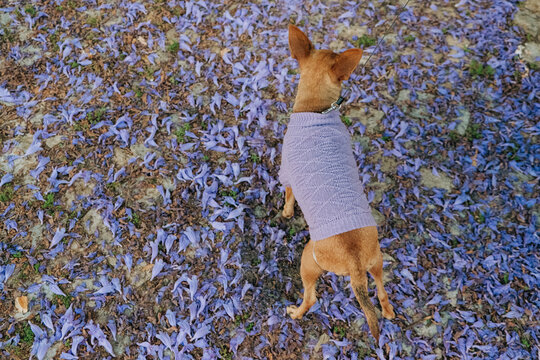 Miniature Pinscher in lavender sweater on purple petal-covered ground