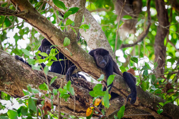Howler monkeys