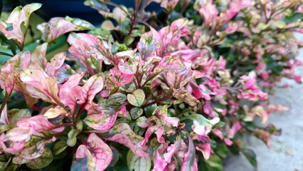 Close-Up of Alternanthera Foliage, Natural Plant Texture for Eco Background or Decorative Elements
