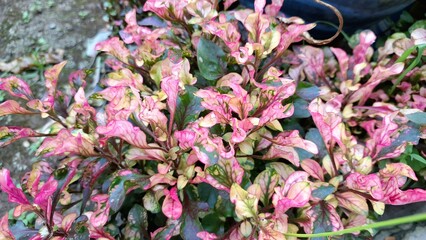 Close-up of colorful Alternanthera foliage with vibrant red, green, and yellow leaves forming a natural textured background, perfect for wallpapers and design use