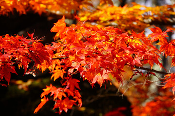 小諸城址懐古園の紅葉