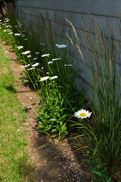 A row of daises next to a summer cottage