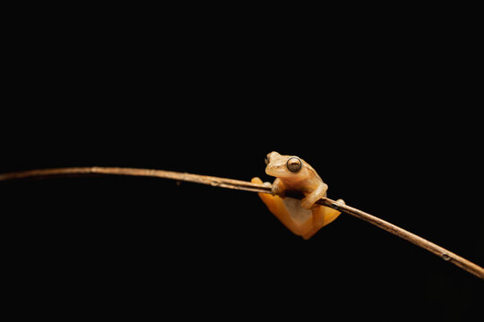 Yellow tree frog on thin branch
