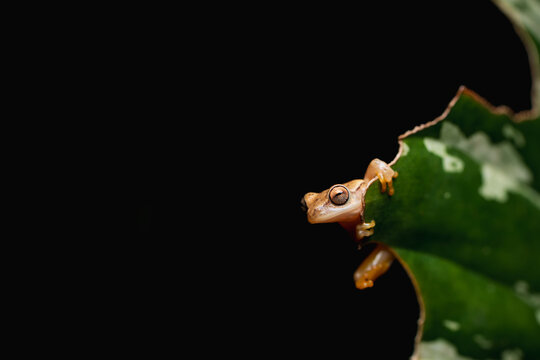 Yellow tree frog on green leaf