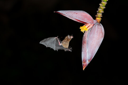 Nectar-feeding bat approaching tropical flower