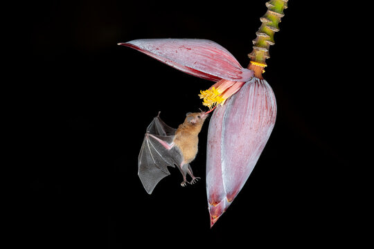 Nectar-feeding bat pollinating tropical flower