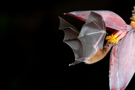 Nectar-feeding bat drinking from banana flower