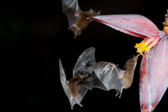 Nectar-feeding bats drinking from a banana flower