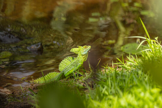 Green basilisk by the river in the tropical forest