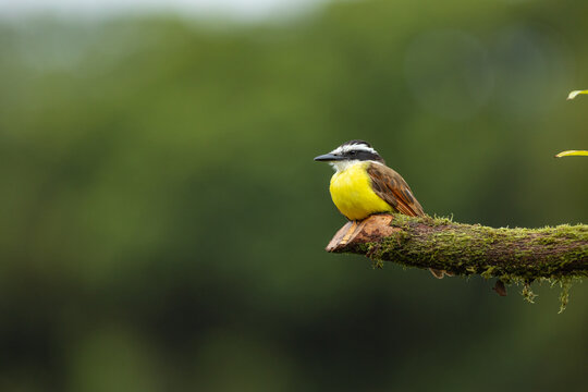 Great kiskadee perched in tropical forest
