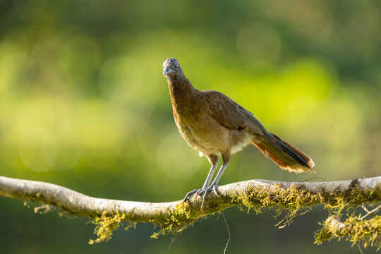 Gray-headed chachalaca on mossy branch