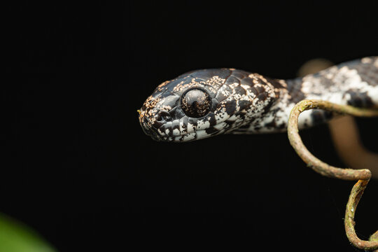 Speckled snail-eater snake close-up