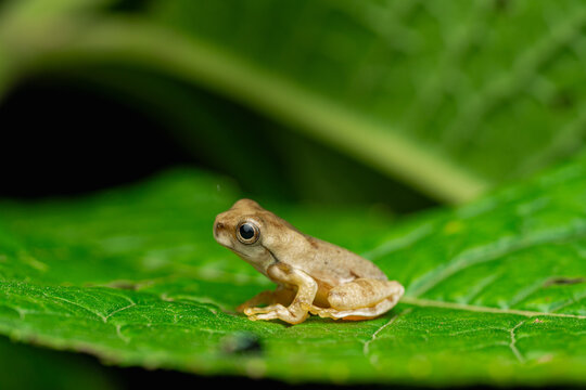 Yellow tree frog on a green leaf