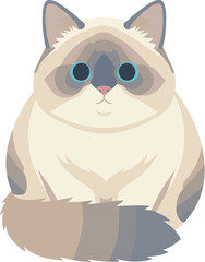 Fototapeta premium Adorable chubby Ragdoll cat with big blue eyes illustration.