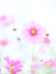 ハイキー調白背景のピンク色のコスモスの花