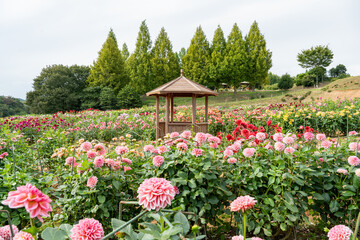 Dahlia Flower Garden with Gazebo in Bloom