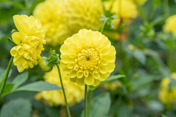 Yellow Dahlia in Bloom
