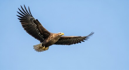 Obraz premium Majestic White-tailed Eagle Soaring in a Clear Blue Sky with Wings Fully Extended