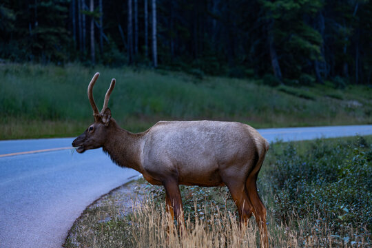 Buk Elk Eating Along a Wooded Roadway in Banff National Park Canada