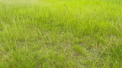 Tall Green Grass Field with Natural Meadow Texture