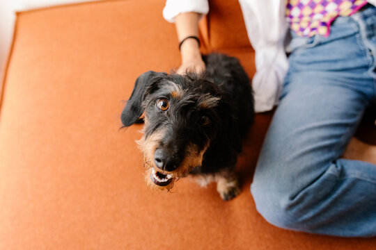 Close-up portrait of a black dachshund enjoying being petted