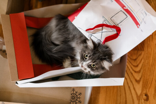 Christmas kitty in a box