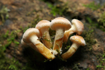 産毛がかわいい、苔の生える枯れ木幹に小さなニガクリタケキノコ幼菌が育つ（自然環境下茸類マクロ撮影）