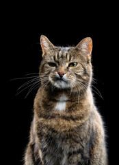 tabby cat looking angry portrait