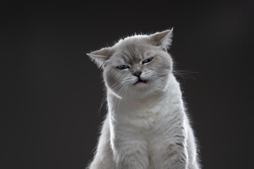 funny cat portrait with angry look