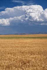 Idaho Grain Field With Distant Billowing Clouds