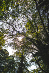 Serene Forest Canopy With Sunlight Shining Through