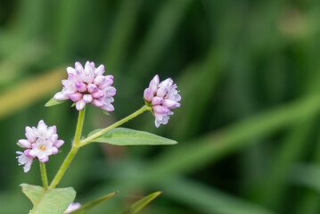 野に咲くピンクの小さな花　ミゾソバ