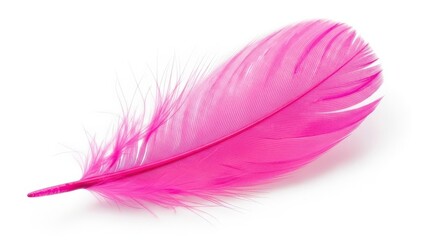 Obraz premium Single bright pink feather isolated on white background close up