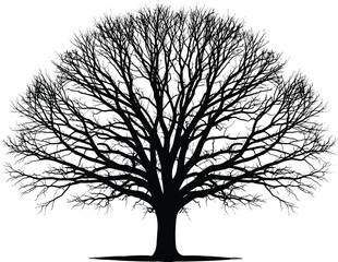 Large winter tree with bare branches silhouette vector illustration, detailed natural graphic, deciduous or oak tree without leaves, seasonal element for 