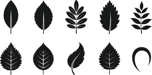 Set of Black Silhouette Leaf Vector Icons Illustrating Different Foliage Shapes, Including Simple and Compound Leaves, for Nature and Ecology Design