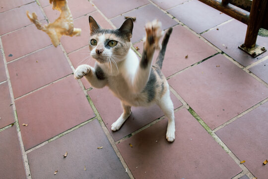 Cat Playing With a Piece of food in a Sunny Outdoor Area