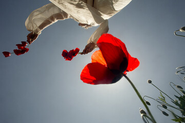 Dance with the poppies in the sky 