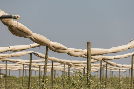 Fruit tree pest control network