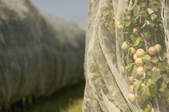 Fruit tree pest control network