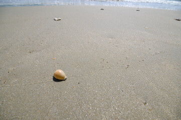 Beautiful Concept of a Shell on a Sandy Beach in Rayong Province