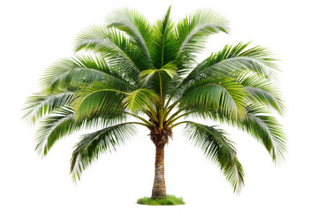 Obraz premium Palm tree isolated on transparent background