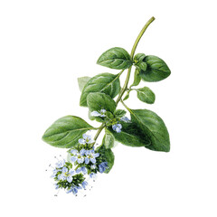 Botanical illustration of a flowering oregano sprig with blue and white blossoms