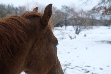 Sorrel horse with blue eye looking away over snowy winter field on farm during winter season.
