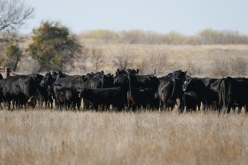 Black angus cattle in Texas ranch field during winter season, cow herd.