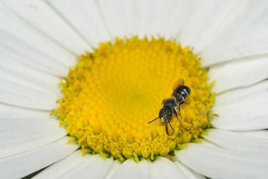 Bee feeing on a daisy