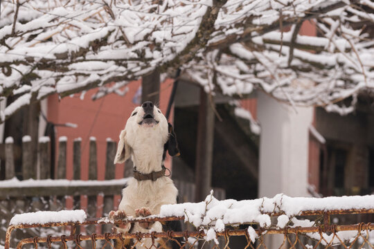 Dog Barking in Snowfall